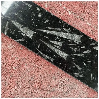 Fossil Black Marble Tiles
